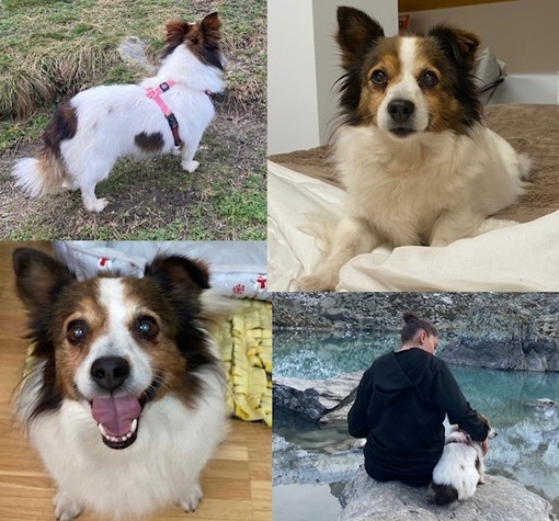 A Savigliano si cerca Lola, tenera meticcia di 10 anni con una macchia su un fianco a forma di cuore