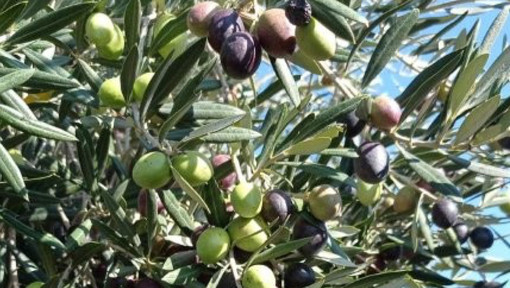 Confagricoltura propone a Treiso una due giorni di formazione sulla coltivazione dell’ulivo