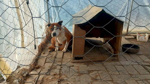 Uno dei due cani nel Comune di Manta