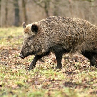 Dopo Cravanzana, due casi (i primi) a Pezzolo Valle Uzzone: la peste suina africana si diffonde in alta Langa