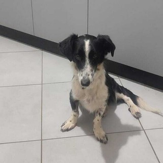 La cagnolina Dory La cagnolina Dory