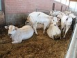 Ai bovini viene garantito il benessere animale