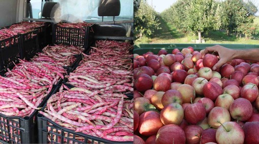 Fagioli e mele: due prodotti dell'eccellenza agricola in provincia di Cuneo