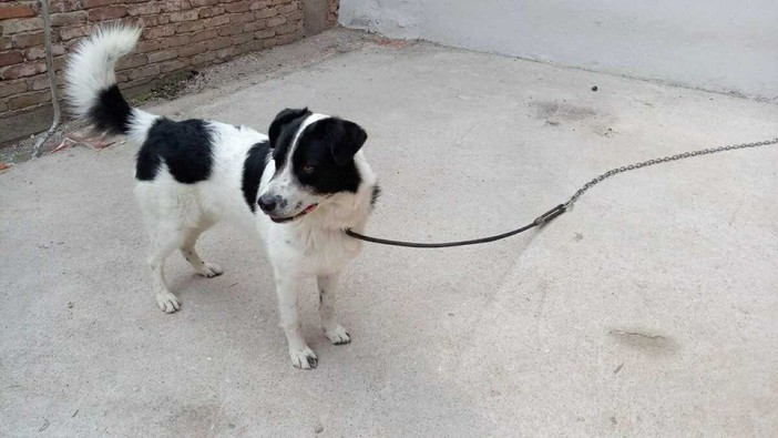 Il cane cucciolo nei pressi di Borgo San Dalmazzo che cerca casa