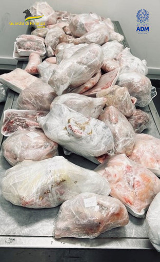 64 chili di carne avariata sequestrata ad un egiziano in arrivo all'aeroporto di Torino Caselle