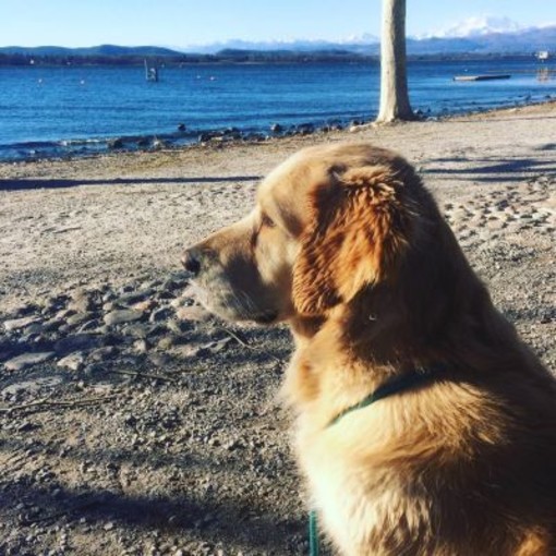 Camminate, parchi, spiagge: la Varese a misura di… cane