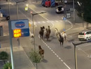 I cavalli sciolti per le strade di Alba I cavalli sciolti per le strade di Alba