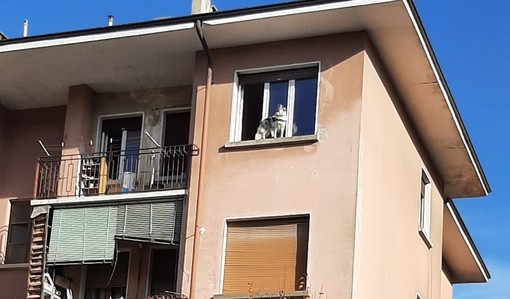 Cuneo, cane 'curioso' rimane bloccato su un davanzale: recuperato dai vigili del fuoco
