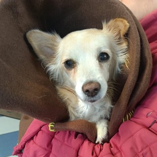 Luna, 13 anni di amore nonostante i problemi: la piccola cerca casa