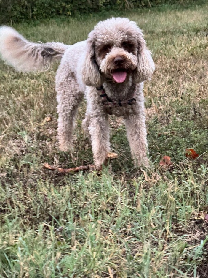 Cane scomparso, si cerca lagotto femmina di nome Purusha fra Caraglio e Passatore Cane scomparso, si cerca lagotto femmina di nome Purusha fra Caraglio e Passatore