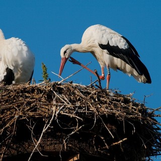 Il Centro Cicogne di Racconigi festeggia 40 anni: weekend di celebrazioni tra storia e natura