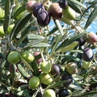 Confagricoltura propone a Treiso una due giorni di formazione sulla coltivazione dell’ulivo