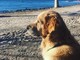 Camminate, parchi, spiagge: la Varese a misura di… cane