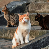A Cherasco torna la “Merenda Sinoira” con La Casa di Romeo: una cena solidale per aiutare i gatti