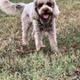 Cane scomparso, si cerca lagotto femmina di nome Purusha fra Caraglio e Passatore Cane scomparso, si cerca lagotto femmina di nome Purusha fra Caraglio e Passatore