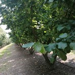 Nocciole, le Langhe ritrovano fiducia ma restano le incognite: "Le prossime settimane saranno decisive" Nocciole, le Langhe ritrovano fiducia ma restano le incognite: "Le prossime settimane saranno decisive"