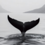 A Savigliano si presenta "La coda della balena" A Savigliano si presenta "La coda della balena"