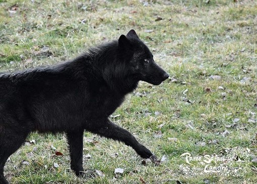 Murazzano: al Parco Safari delle Langhe il lupo più grande del mondo