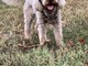 Cane scomparso, si cerca lagotto femmina di nome Purusha fra Caraglio e Passatore Cane scomparso, si cerca lagotto femmina di nome Purusha fra Caraglio e Passatore
