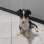 La cagnolina Dory La cagnolina Dory
