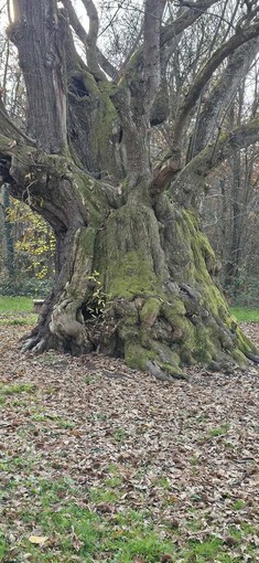 Un castagno secolare nelle campagne di Monteu