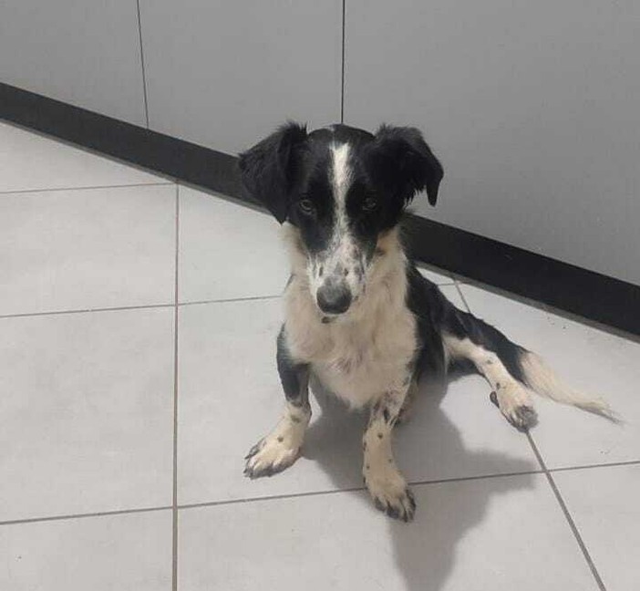 La cagnolina Dory La cagnolina Dory