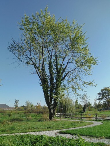 Vuoi adottare un albero del Parco fluviale di Cuneo? Ecco come puoi fare Vuoi adottare un albero del Parco fluviale di Cuneo? Ecco come puoi fare