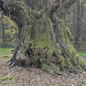 Un castagno secolare nelle campagne di Monteu