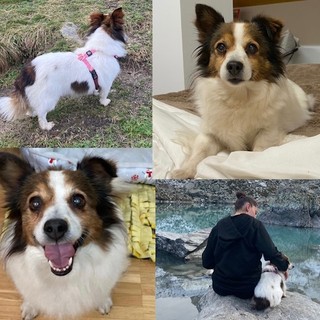 A Savigliano si cerca Lola, tenera meticcia di 10 anni con una macchia su un fianco a forma di cuore