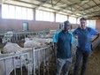 Marco e Abdoul con i bovini di razza Piemontese