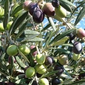 Confagricoltura propone a Treiso una due giorni di formazione sulla coltivazione dell’ulivo