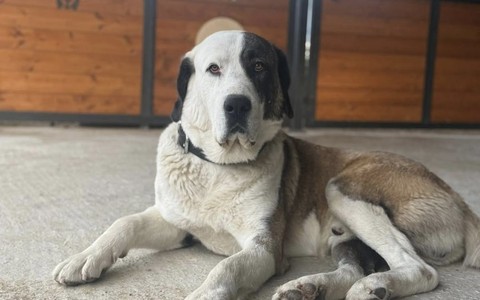 A Cherasco si cerca Drago, cagnolone tenero e super rock