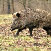 Dopo Cravanzana, due casi (i primi) a Pezzolo Valle Uzzone: la peste suina africana si diffonde in alta Langa