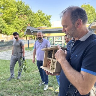 Alba sceglie la lotta biologica: lanciate 6.000 coccinelle contro gli afidi Alba sceglie la lotta biologica: lanciate 6.000 coccinelle contro gli afidi