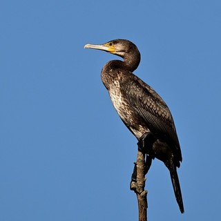 Racconigi: contributi alle associazioni di pesca sportiva danneggiate dal cormorano