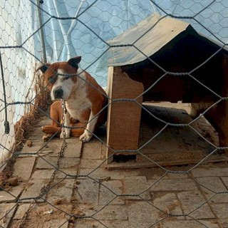 Uno dei due cani nel Comune di Manta