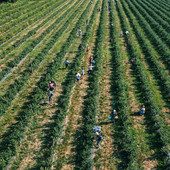 “Piovono mirtilli” torna a Madonna dell’Olmo: raccolta solidale per sostenere l’agricoltura in Mozambico