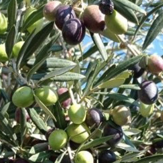 Confagricoltura propone a Treiso una due giorni di formazione sulla coltivazione dell’ulivo