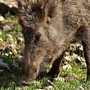 Psa, dalla Ue nuove limitazioni nel Cuneese: appello di Confagricoltura ad allevatori e istituzioni Psa, dalla Ue nuove limitazioni nel Cuneese: appello di Confagricoltura ad allevatori e istituzioni