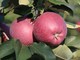 Al via la raccolta di mele in Piemonte, terzo produttore nazionale con 203mila tonnellate