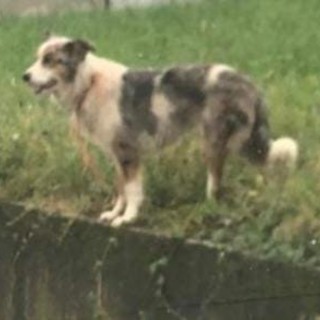 La  cagnolina di Gambasca, al suo primo avvistamento