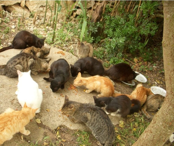 Vicoforte comune capofila per la realizzazione di un progetto per il controllo della popolazione felina Vicoforte comune capofila per la realizzazione di un progetto per il controllo della popolazione felina