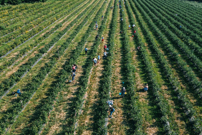 “Piovono mirtilli” torna a Madonna dell’Olmo: raccolta solidale per sostenere l’agricoltura in Mozambico “Piovono mirtilli” torna a Madonna dell’Olmo: raccolta solidale per sostenere l’agricoltura in Mozambico