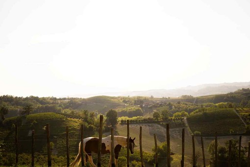 La Collina degli Elfi si racconta a tavola:  il 30 aprile doppia cena solidale ad Alba e Asti