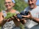 Vendemmia 2026, nella Granda la raccolta parte in anticipo: si inizia con uve Pinot nero e Chardonnay Vendemmia 2026, nella Granda la raccolta parte in anticipo: si inizia con uve Pinot nero e Chardonnay