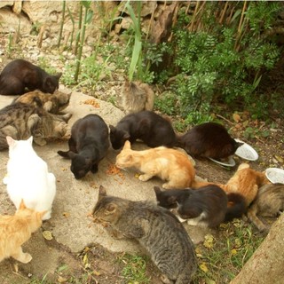 Vicoforte comune capofila per la realizzazione di un progetto per il controllo della popolazione felina