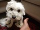 QUATTROZAMPE / Ducky è tornato a casa: il piccolo maltese ritrova la strada dopo due giorni di fuga QUATTROZAMPE / Ducky è tornato a casa: il piccolo maltese ritrova la strada dopo due giorni di fuga