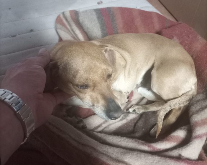 Diana cerca casa: appello da Bibiana per una dolcissima cagnolina
