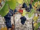Con la rilevazione di San Martino la Camera di commercio pubblica i prezzi delle uve da vino DOC e DOCG