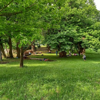 Un bosco di Dronero, immagine di repertorio